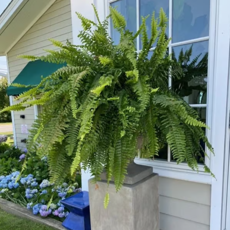 【𝐎𝐟𝐟𝐢𝐜𝐢𝐚𝐥 𝐔𝐒 𝐒𝐭𝐨𝐫𝐞】🏡🌿 𝐀𝐫𝐭𝐢𝐟𝐢𝐜𝐢𝐚𝐥 𝐁𝐨𝐬𝐭𝐨𝐧 𝐅𝐞𝐫𝐧 · 𝐔𝐕-𝐑𝐞𝐬𝐢𝐬𝐭𝐚𝐧𝐭 𝐋𝐢𝐟𝐞𝐥𝐢𝐤𝐞 𝐅𝐚𝐮𝐱 𝐏𝐥𝐚𝐧𝐭 · 🌱𝐅𝐮𝐥𝐥 & 𝐍𝐚𝐭𝐮𝐫𝐚𝐥 𝐆𝐫𝐞𝐞𝐧𝐞𝐫𝐲 𝐟𝐨𝐫 𝐈𝐧𝐝𝐨𝐨𝐫 & 𝐎𝐮𝐭𝐝𝐨𝐨𝐫 𝐃𝐞𝐜𝐨𝐫