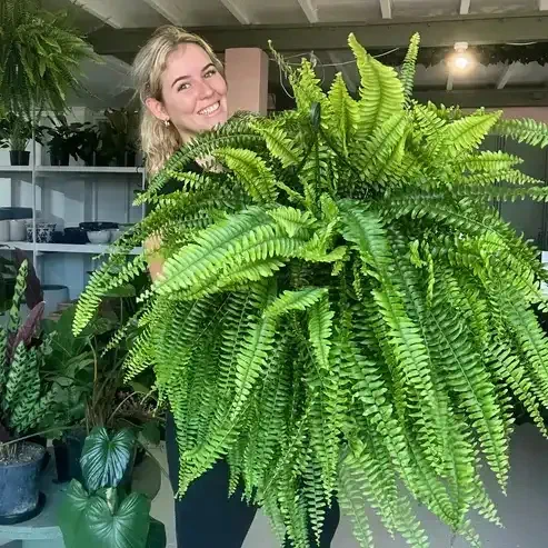 【𝐎𝐟𝐟𝐢𝐜𝐢𝐚𝐥 𝐔𝐒 𝐒𝐭𝐨𝐫𝐞】🏡🌿 𝐀𝐫𝐭𝐢𝐟𝐢𝐜𝐢𝐚𝐥 𝐁𝐨𝐬𝐭𝐨𝐧 𝐅𝐞𝐫𝐧 · 𝐔𝐕-𝐑𝐞𝐬𝐢𝐬𝐭𝐚𝐧𝐭 𝐋𝐢𝐟𝐞𝐥𝐢𝐤𝐞 𝐅𝐚𝐮𝐱 𝐏𝐥𝐚𝐧𝐭 · 🌱𝐅𝐮𝐥𝐥 & 𝐍𝐚𝐭𝐮𝐫𝐚𝐥 𝐆𝐫𝐞𝐞𝐧𝐞𝐫𝐲 𝐟𝐨𝐫 𝐈𝐧𝐝𝐨𝐨𝐫 & 𝐎𝐮𝐭𝐝𝐨𝐨𝐫 𝐃𝐞𝐜𝐨𝐫