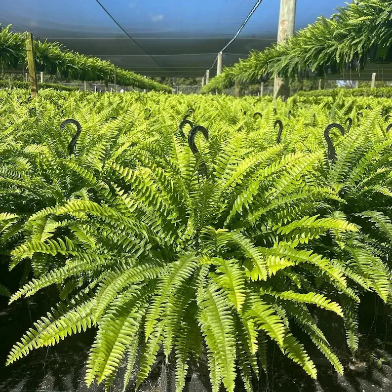 【𝐎𝐟𝐟𝐢𝐜𝐢𝐚𝐥 𝐔𝐒 𝐒𝐭𝐨𝐫𝐞】🏡🌿 𝐀𝐫𝐭𝐢𝐟𝐢𝐜𝐢𝐚𝐥 𝐁𝐨𝐬𝐭𝐨𝐧 𝐅𝐞𝐫𝐧 · 𝐔𝐕-𝐑𝐞𝐬𝐢𝐬𝐭𝐚𝐧𝐭 𝐋𝐢𝐟𝐞𝐥𝐢𝐤𝐞 𝐅𝐚𝐮𝐱 𝐏𝐥𝐚𝐧𝐭 · 🌱𝐅𝐮𝐥𝐥 & 𝐍𝐚𝐭𝐮𝐫𝐚𝐥 𝐆𝐫𝐞𝐞𝐧𝐞𝐫𝐲 𝐟𝐨𝐫 𝐈𝐧𝐝𝐨𝐨𝐫 & 𝐎𝐮𝐭𝐝𝐨𝐨𝐫 𝐃𝐞𝐜𝐨𝐫